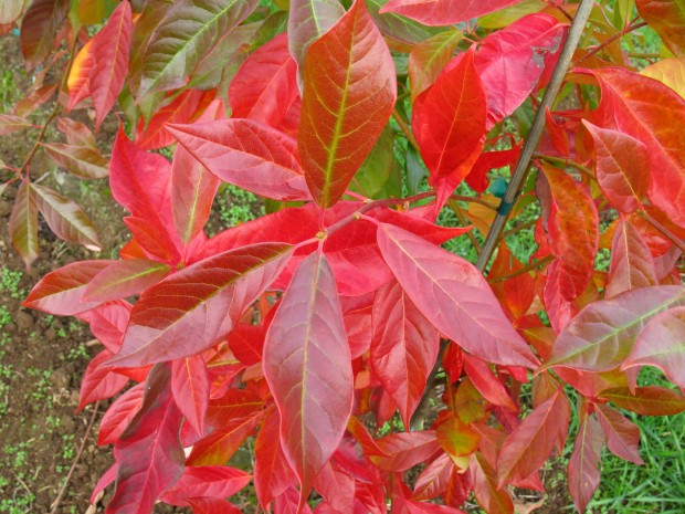 landscape Afterburner Tupelo leaf.jpg